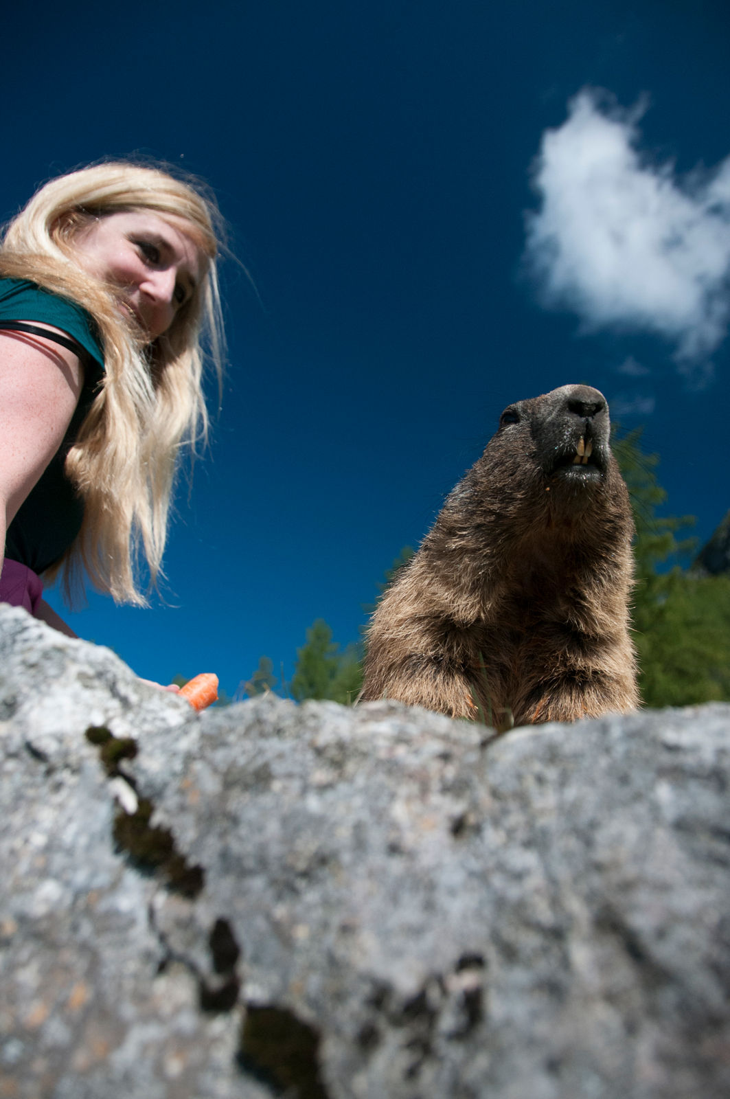 14 - T&A_Murmeltier1