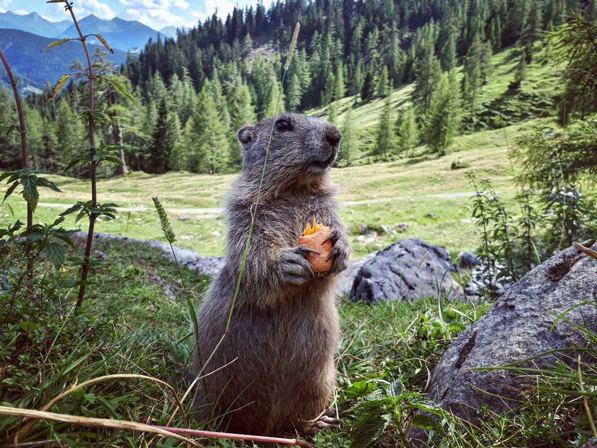 5 - T&A_Murmeltier-4447